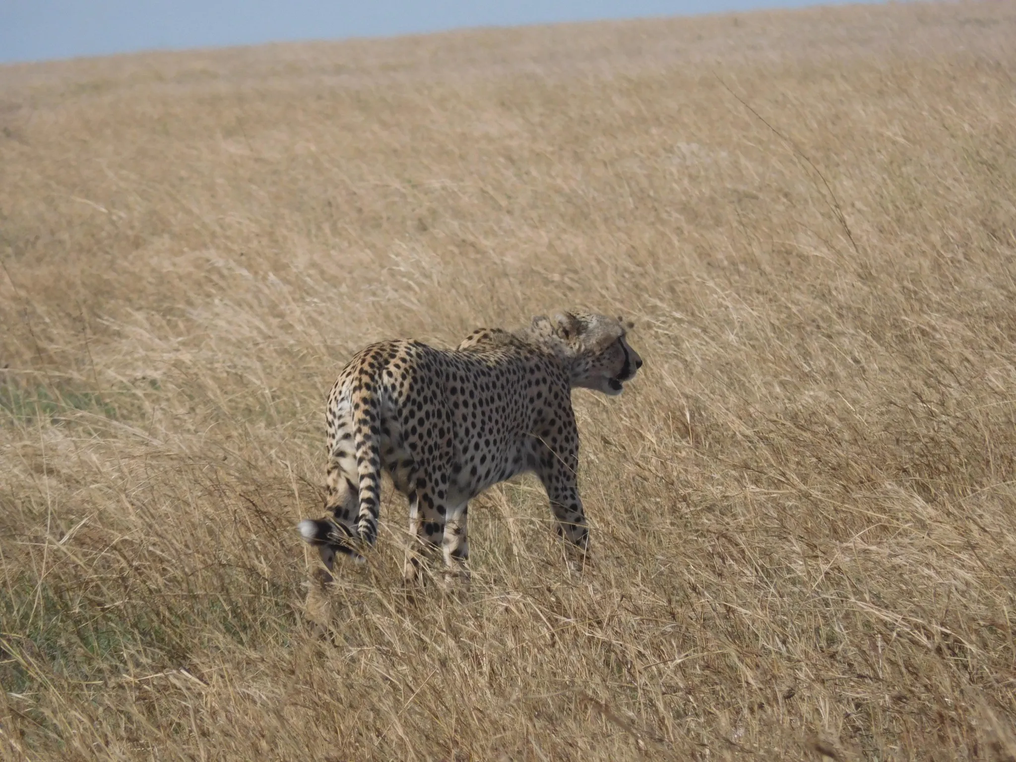 cheetah