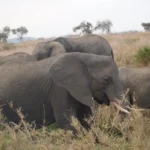 An Eventful Family Safari in Pictures