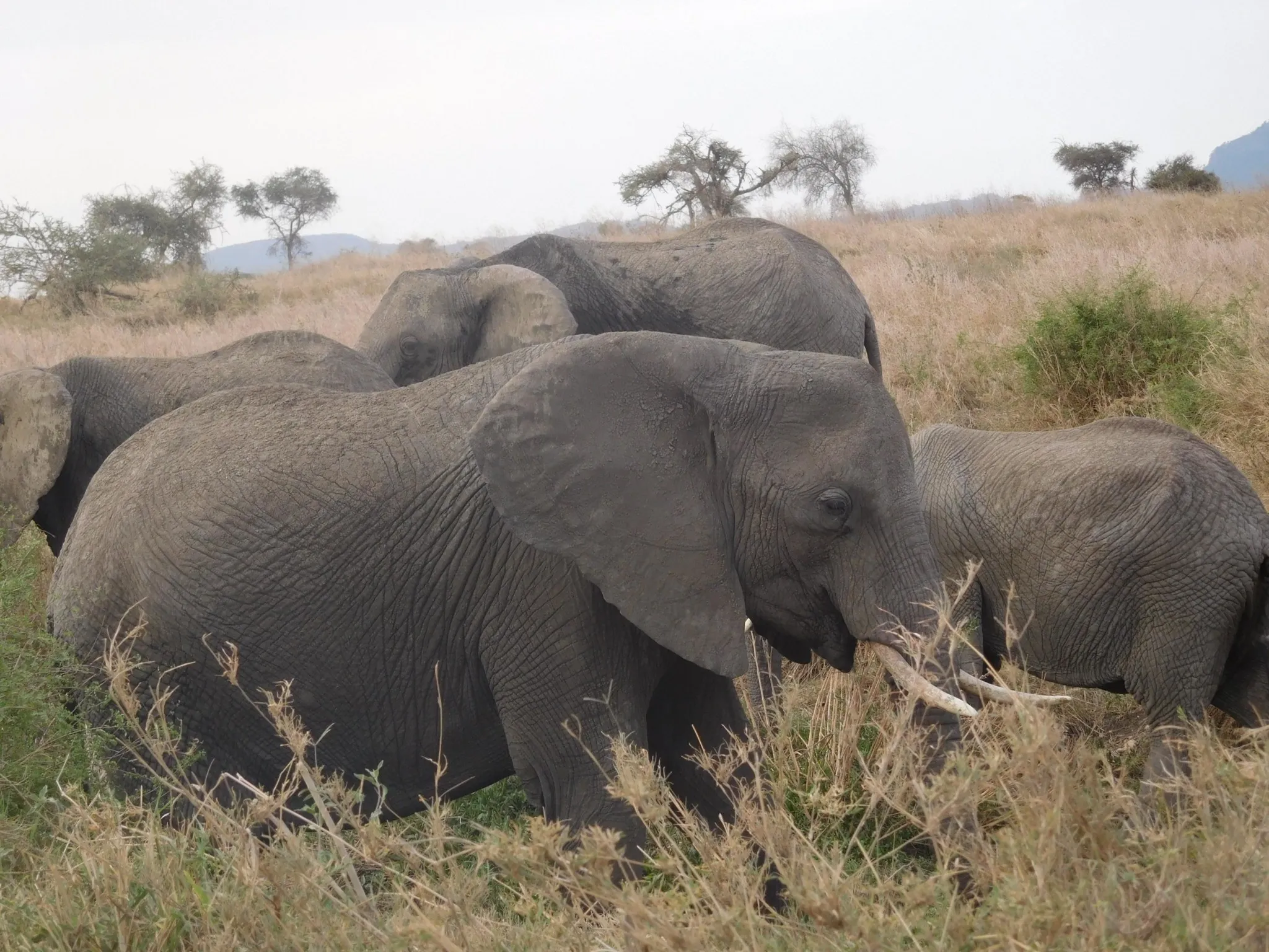 Elephants