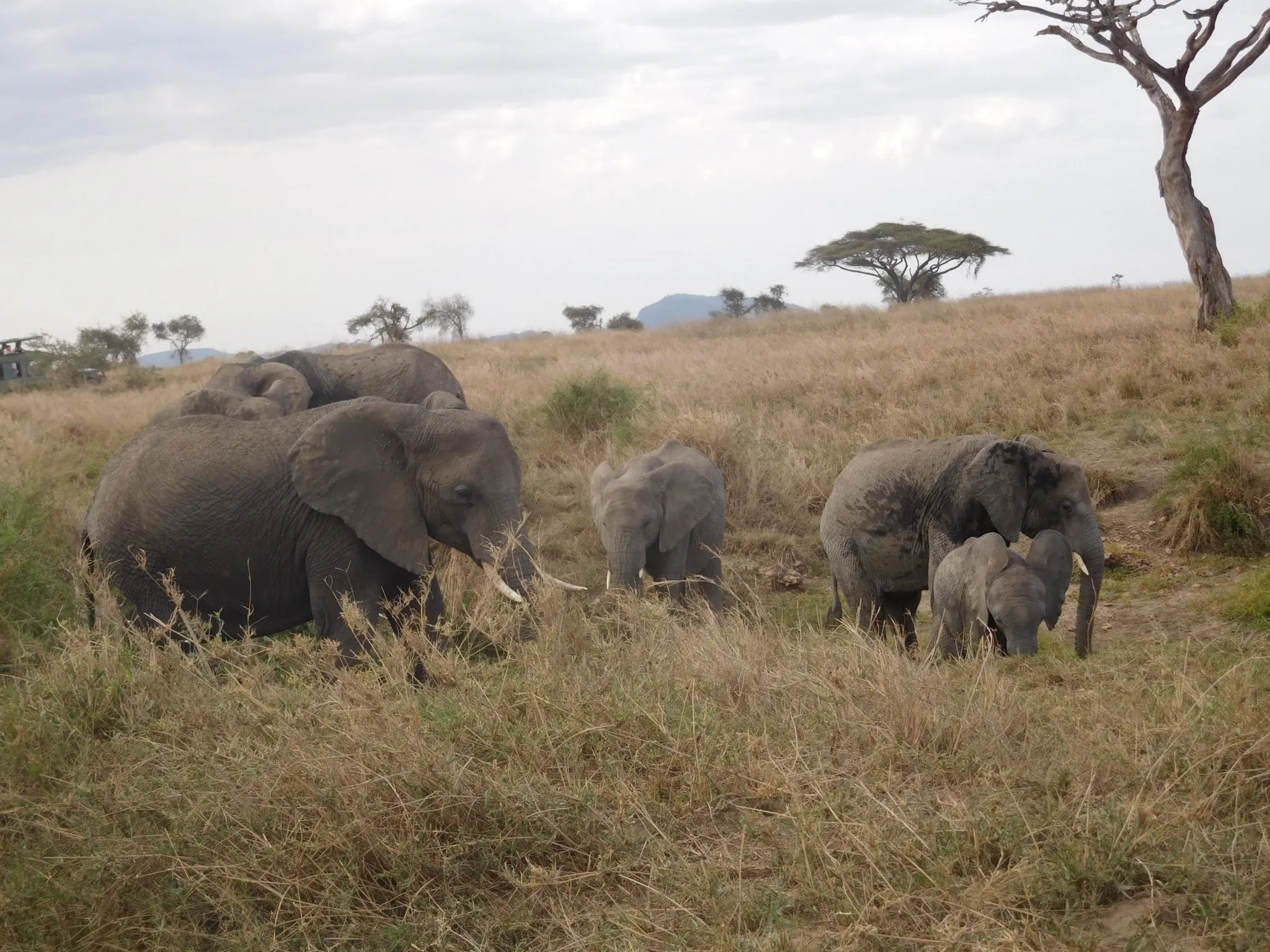 Elephants 