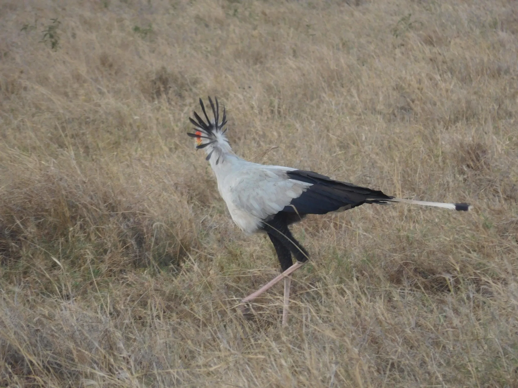 secretary bird