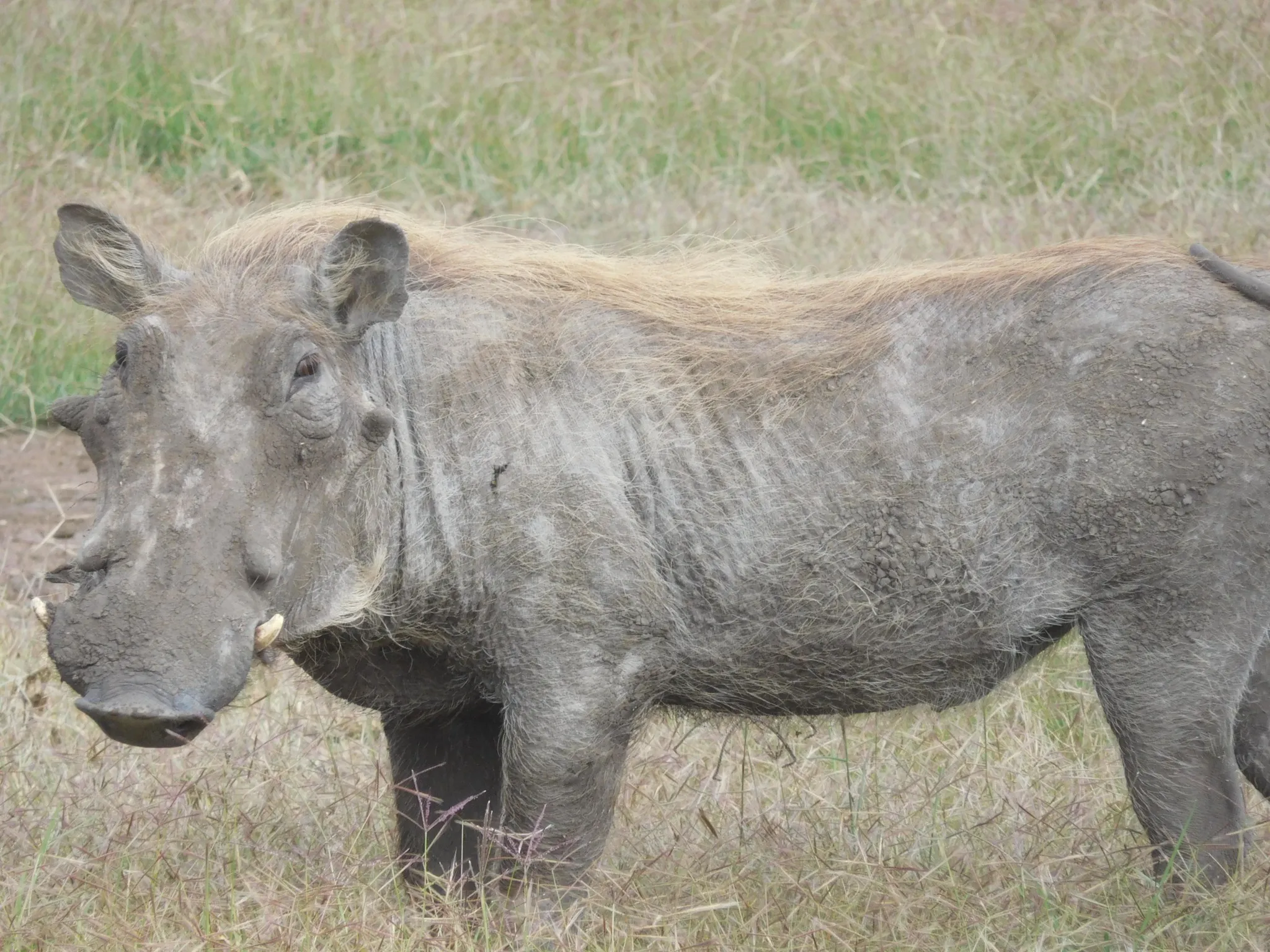 Pumba