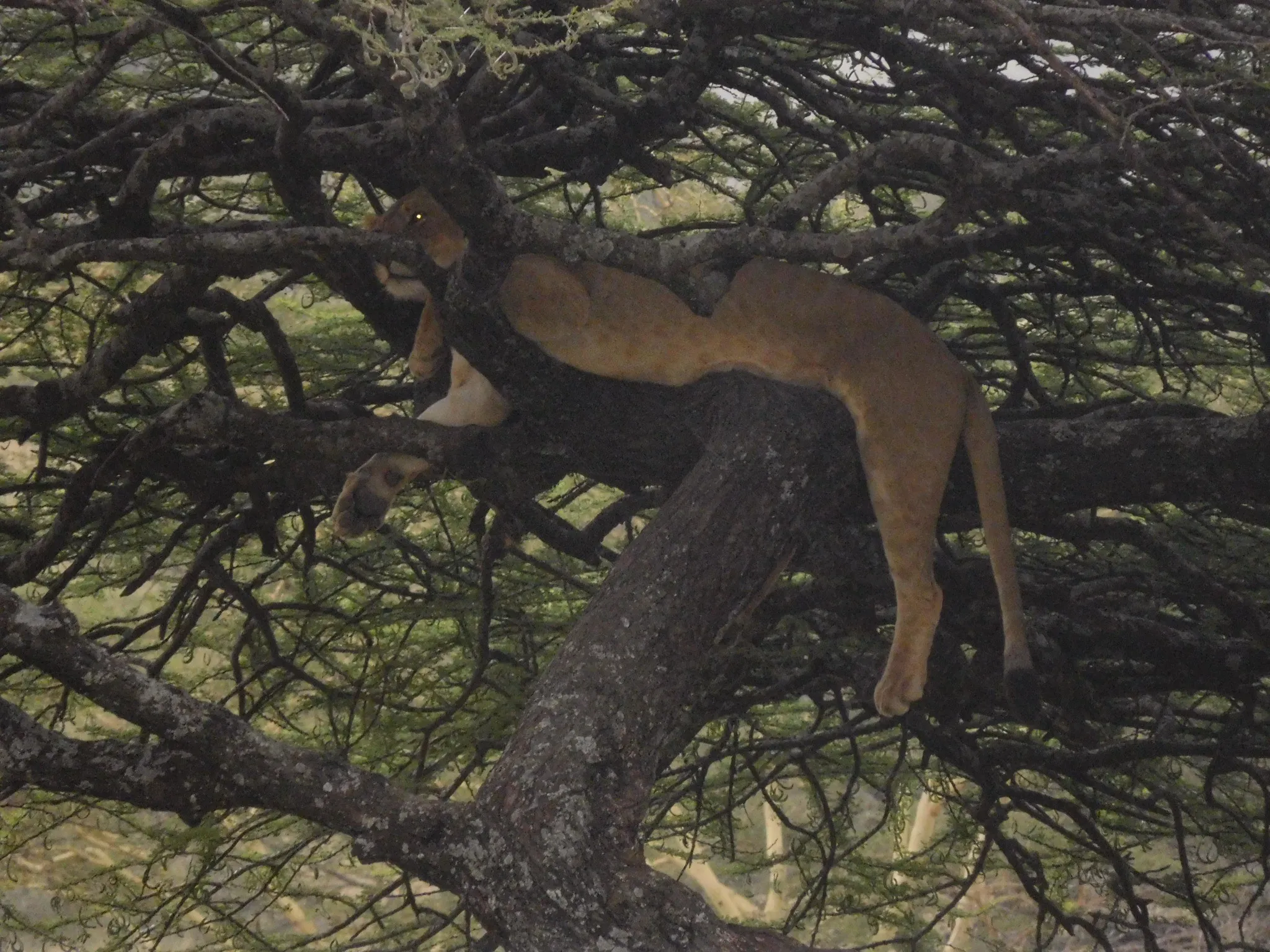 tree-climbing Lions 
