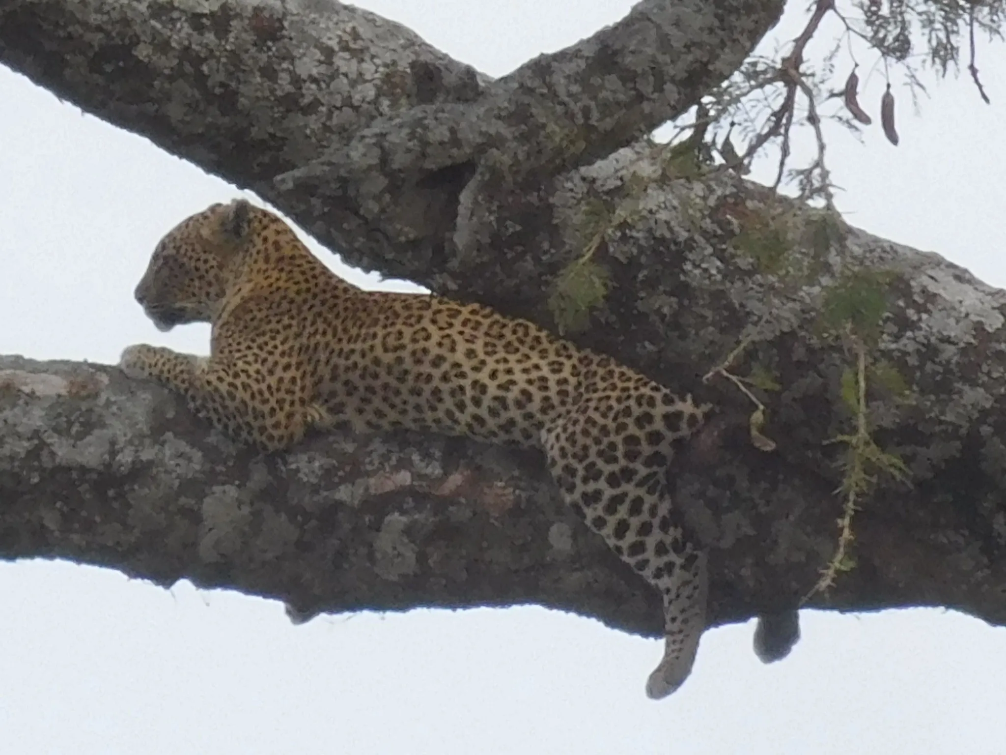 tree-climbing Cheetah in Northern Tanzania Safari Route