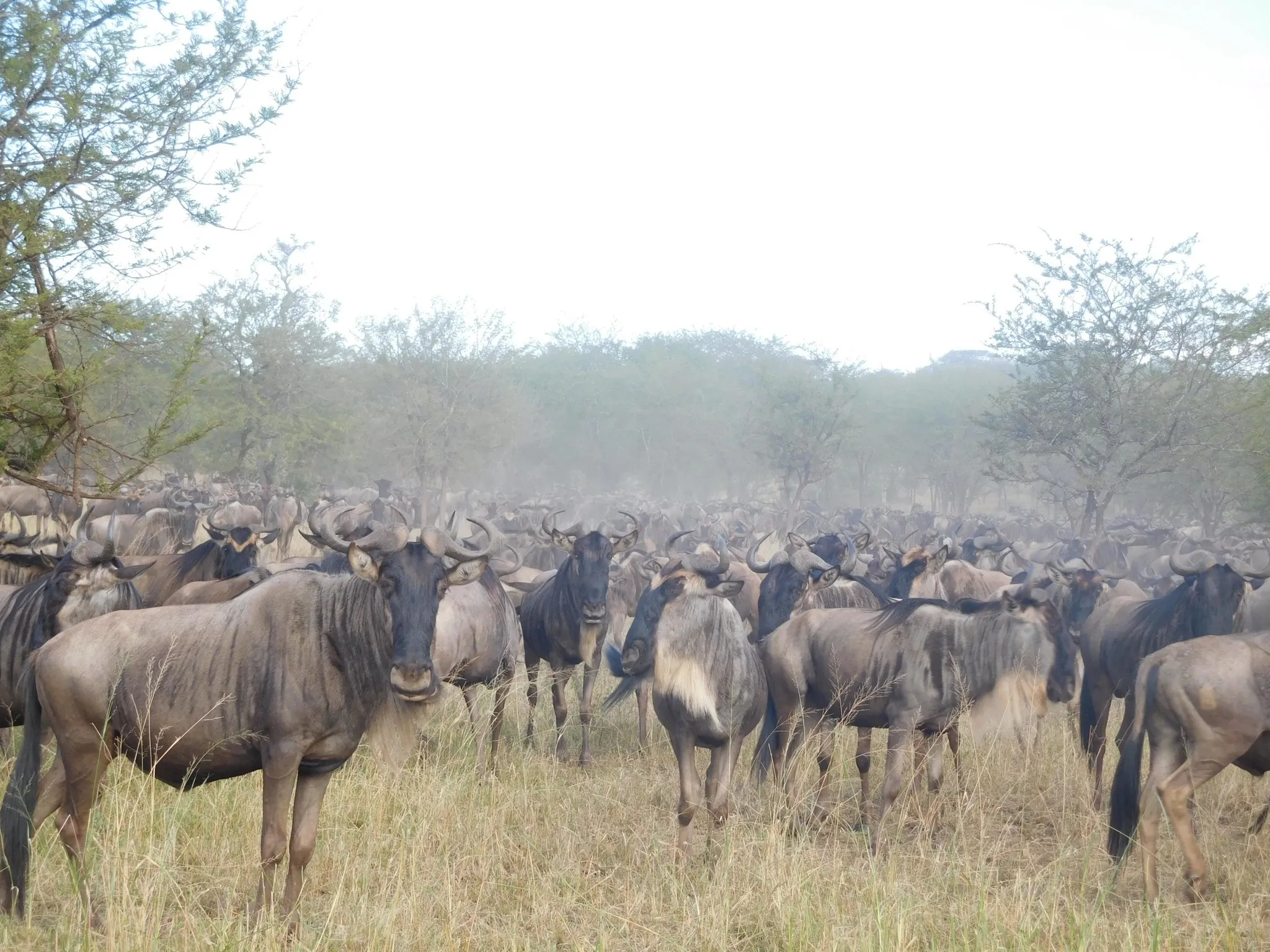 Wildlife spotted on the Northern Tanzania Safari Route