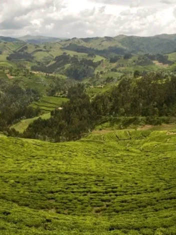 Dian Fossey Hike