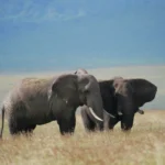 On Safari with Shadows of Africa, Few Things to Know!