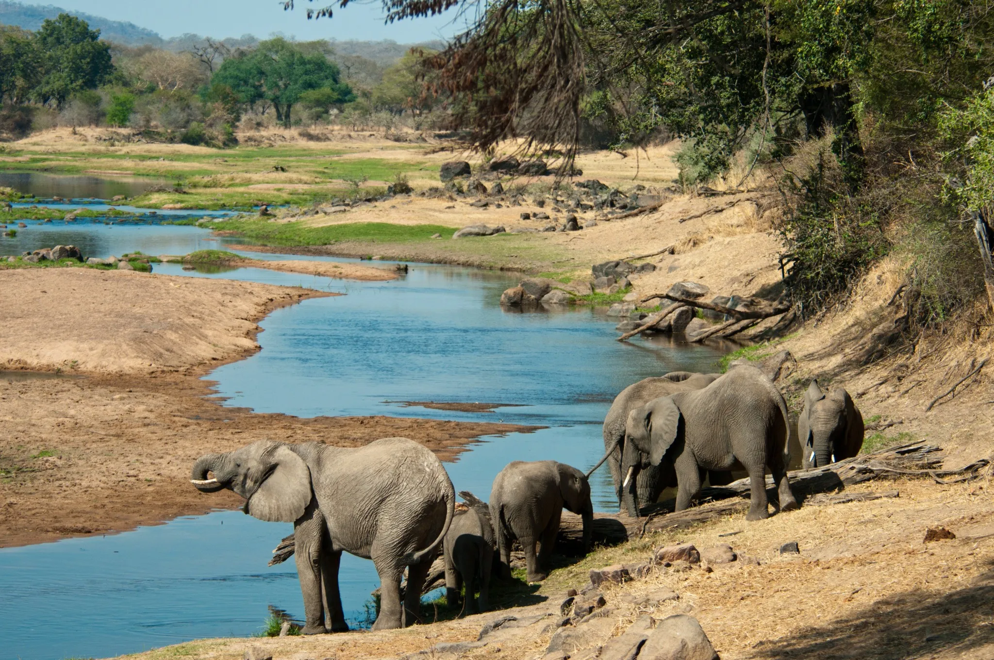 Elephants in the Great Ruaha River
