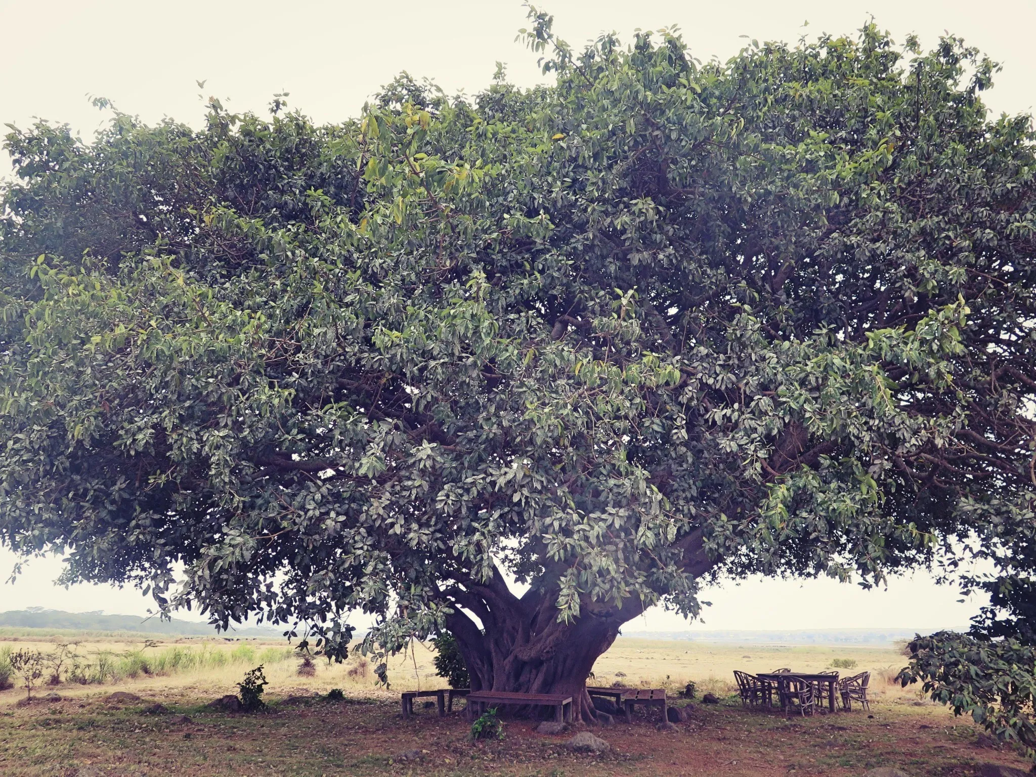 Amini Africa