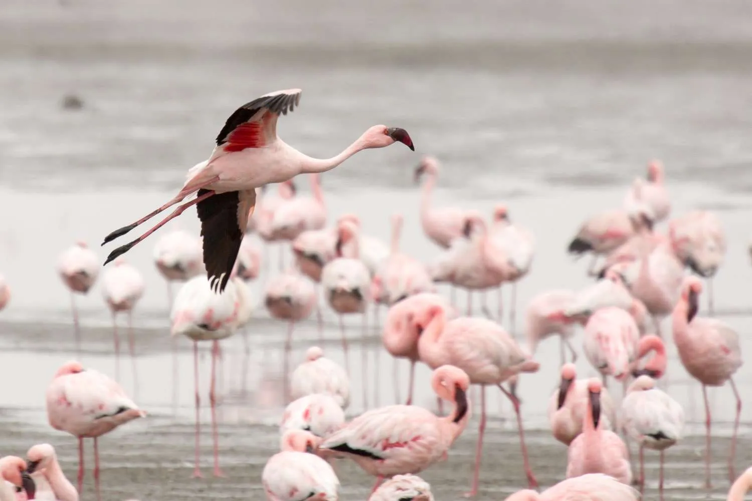 Flamingo_taking_off_near_Walvis_Bay_Namibia