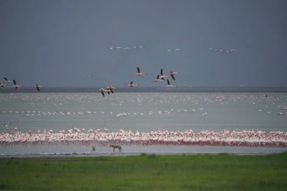 Flamingos and jackal out over Lake Manyara