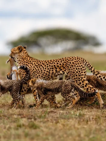 Four-Day Kenya Express Safari