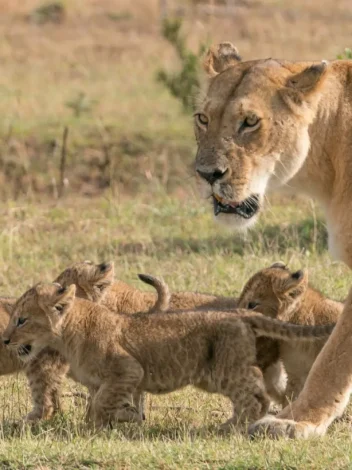 Four-Day Masai Mara Wildebeest Migration Safari