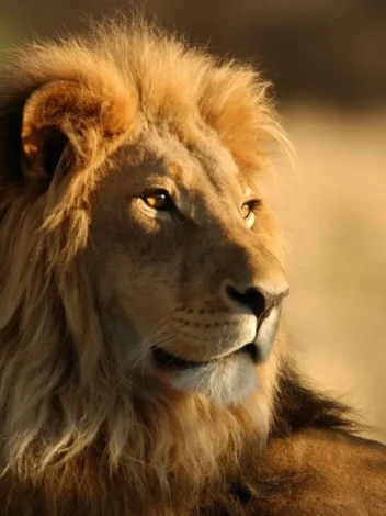 Four Day Tanzania Express Safari