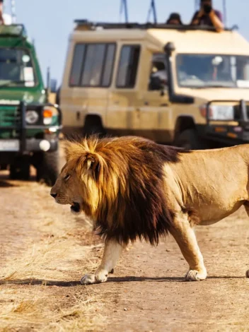 Game drive safari in Tanzania