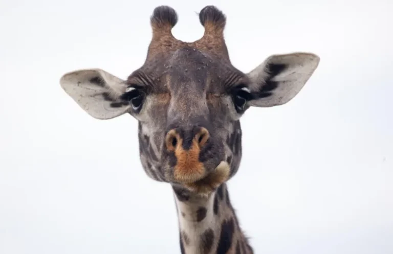 Giraffe (Giraffa camelopardus)