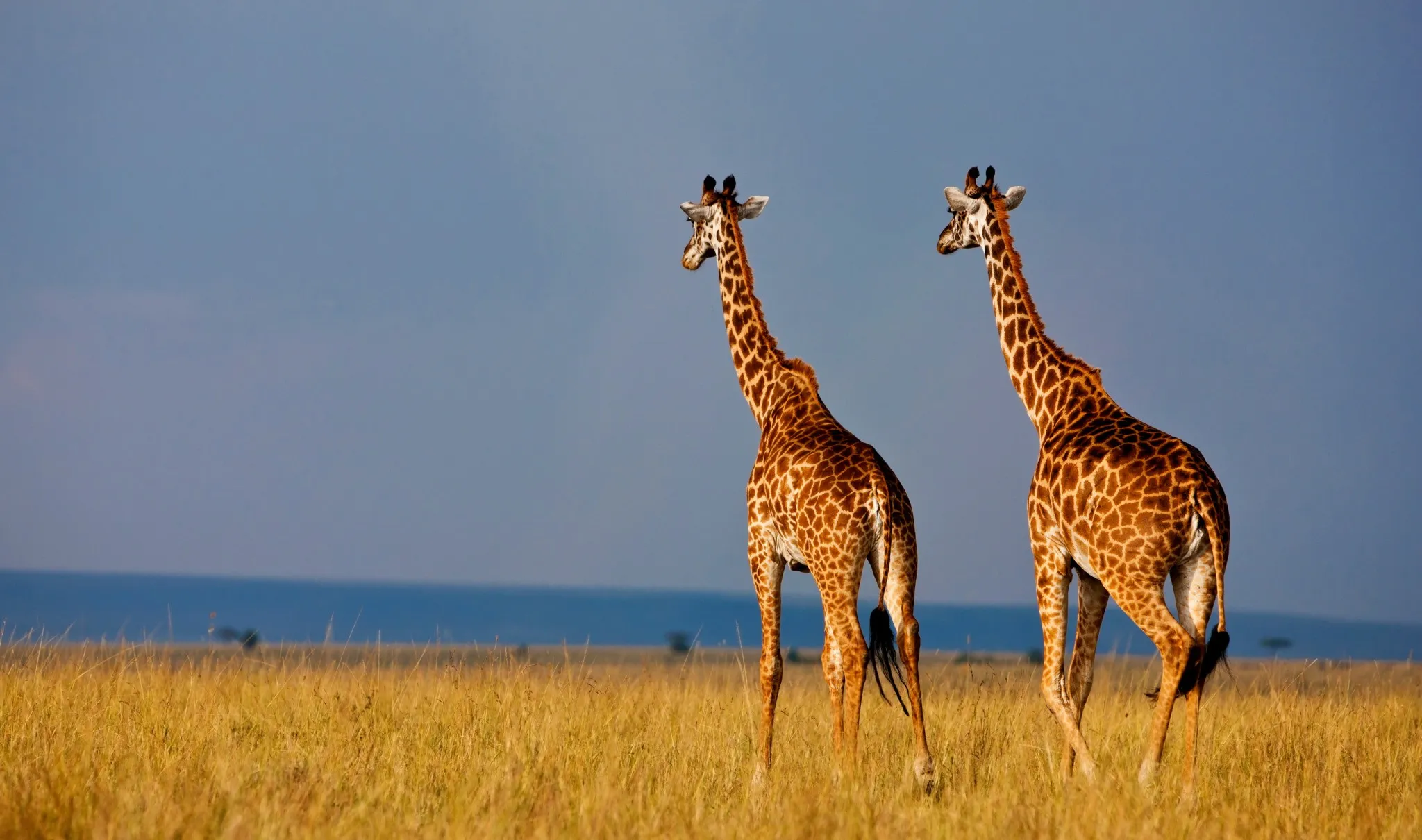 Giraffes in the Masai Mara National Reserve