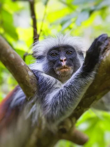 Golden Monkey Trekking