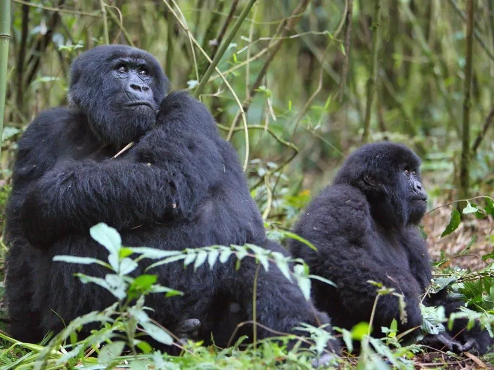 Gorilla-Trekking in Uganda