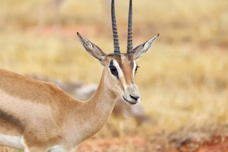 Grant' Gazzelle (Gazzelle granti)