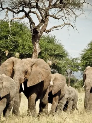 Hakuna Matata Tanzania Safari - 9 days tour