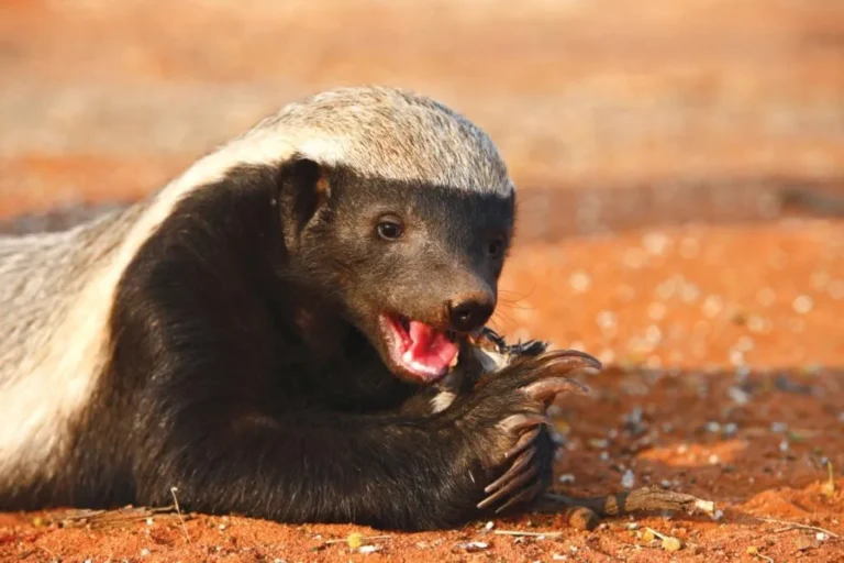 Honey Badger(Mellivora capensis)