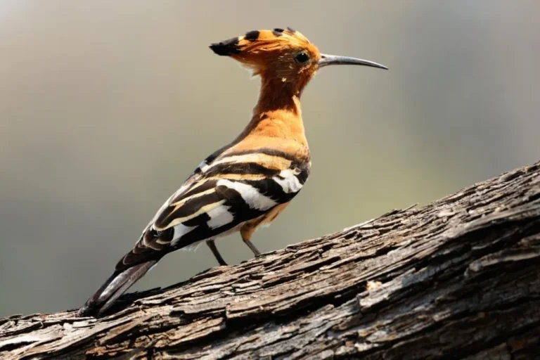 Hoopoe  (Upupa epops