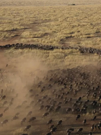 Hot air balloon safari