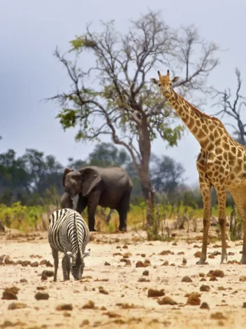 Hwange National Park