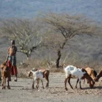 Big Five and The Hadzabe tribe