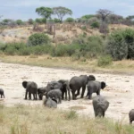 Safari Part 1: Tarangire National Park