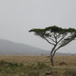 Safari Part Two: Serengeti National Park