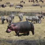Safari Part Three: Ngorongoro Conservation Area