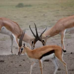 Ngorongoro Crater East – Lemala Camp