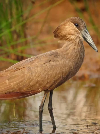 JOIN THE GROUP - Safari from Zanzibar - Saadani National Park - Day Trip