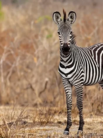Karibu Selous - 7 Day Southern Tanzania Safari