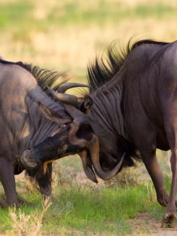 Kgalagadi Transfrontier National Park
