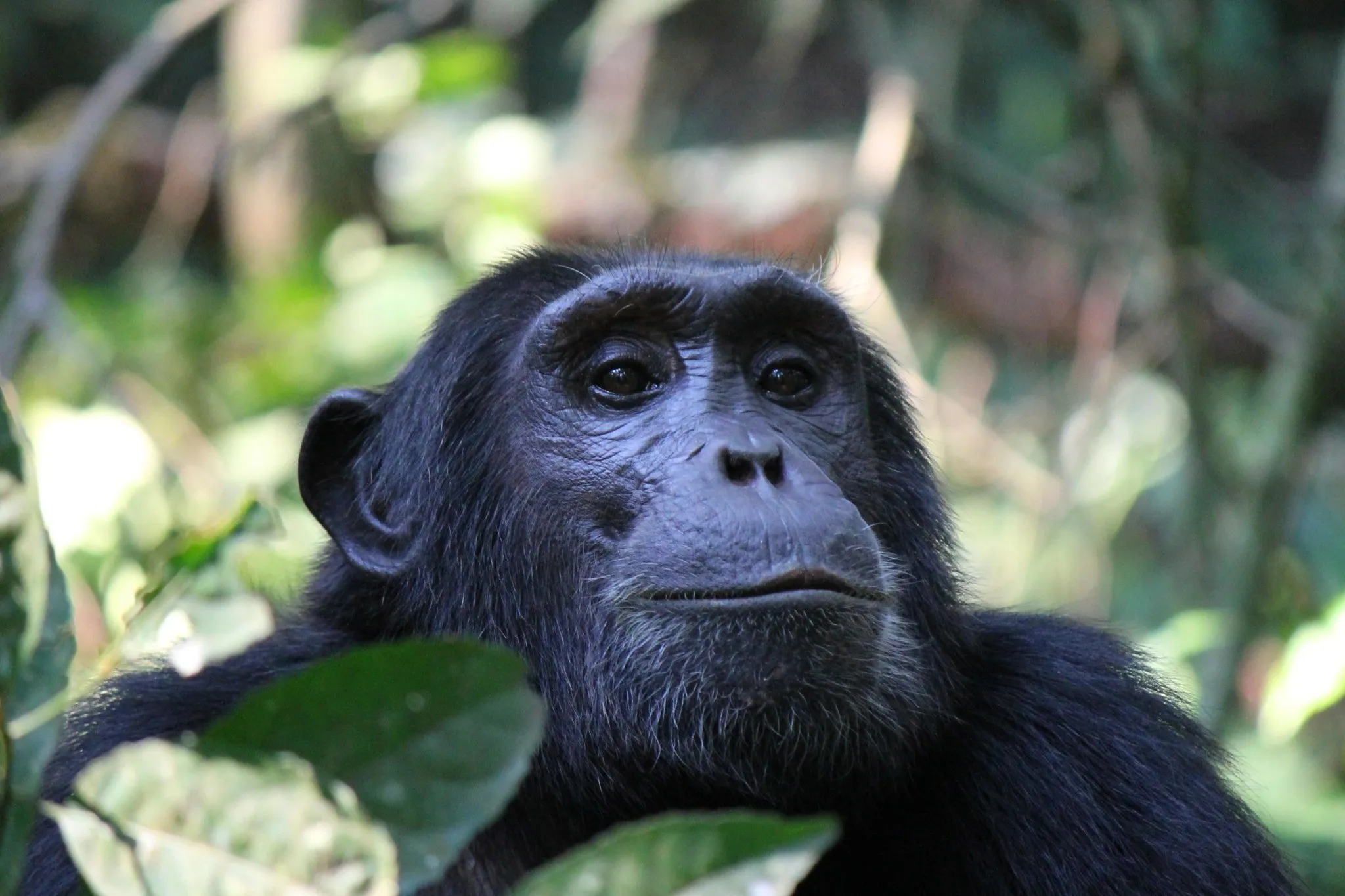 uganda wildlife