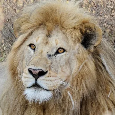 Lion safari experience in Ngorongoro Conservation Area