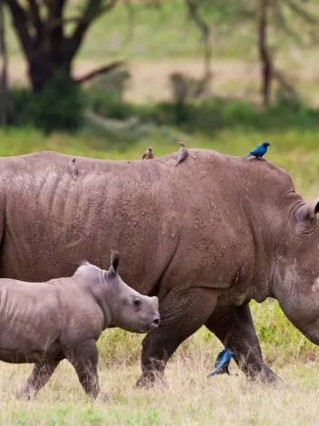 Lake Nakuru National Park - Day trip from Nairobi