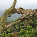 Serengeti, Ngorongoro and Manyara Safaris