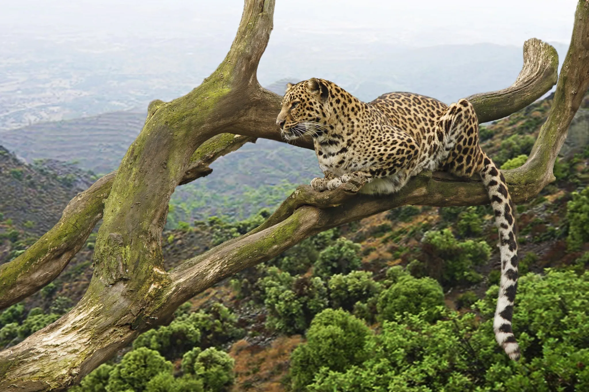 leopard-tanzania