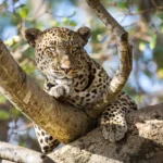 From Dubai to Big Five!