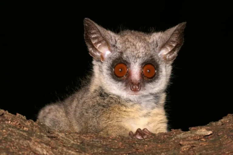 Lesser Bush Baby (Galago senegalensis)