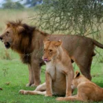 Disney’s The Lion King and Conservation