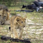 Great Trip to Selous National Reserve!