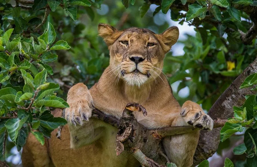 Lioness lying on a tree. Uganda.