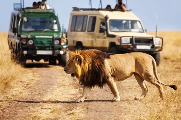 Disney Lion Conservation Africa