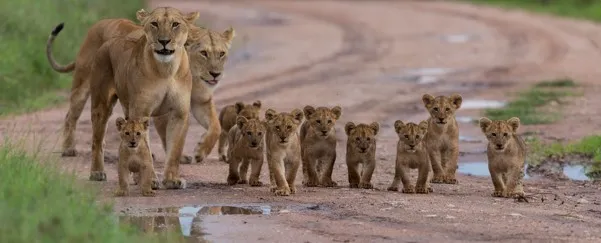 Wildlife rangers supporting Disney Lion Conservation Africa