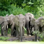 Where to Stay in Lake Manyara: The Best Hotels in Lake Manyara National Park